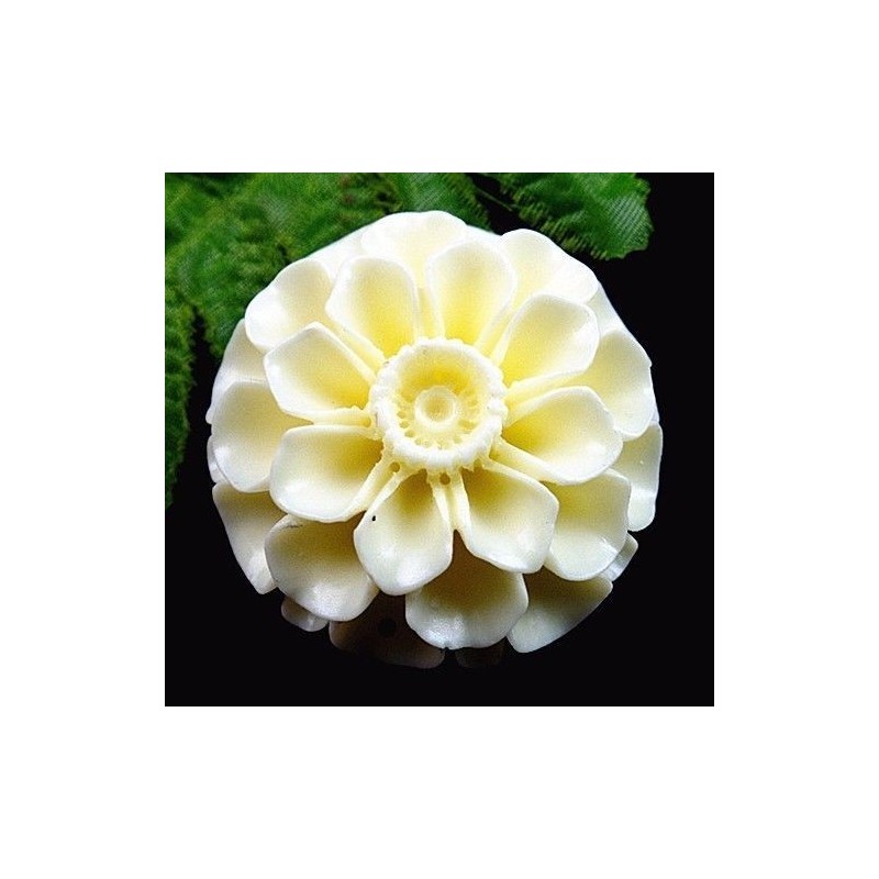 Rose sculptée dans un coquillage - Percée - Rose et blanche